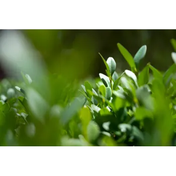 Amla Plant